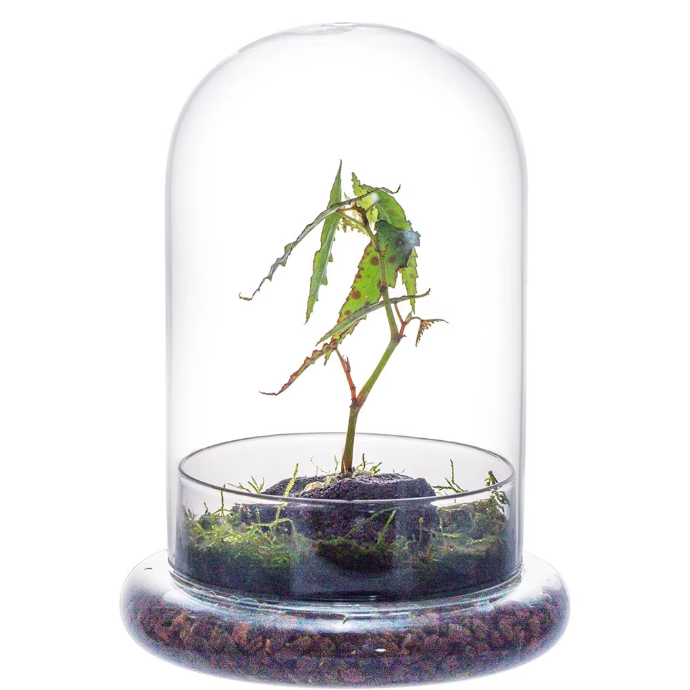 Cloche en verre avec trou d'aération