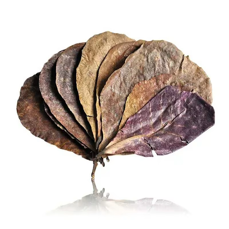 Terminal naturel Catappa Foetida feuilles île feuille d'amande traitement de nettoyage de poisson réservoir d'aquarium livraison directe