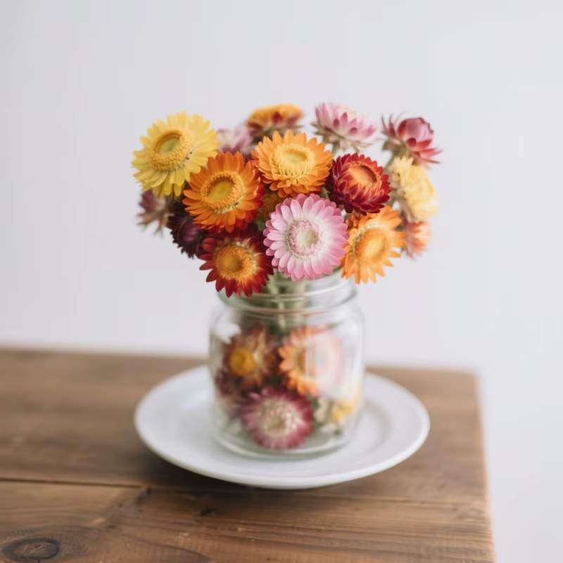 Fleur séchée naturelle premium d'Immortelle (Helichrysum Bracteatum) – Mélange de fleurs pour décoration de mariage