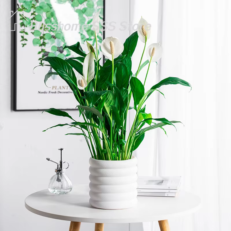 【S】Pots de fleurs d'intérieur polyvalents pour plantes et légumes