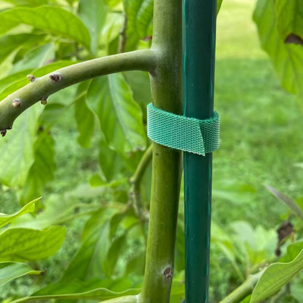 Sangle végétale Velcro dos à dos 5M/10M