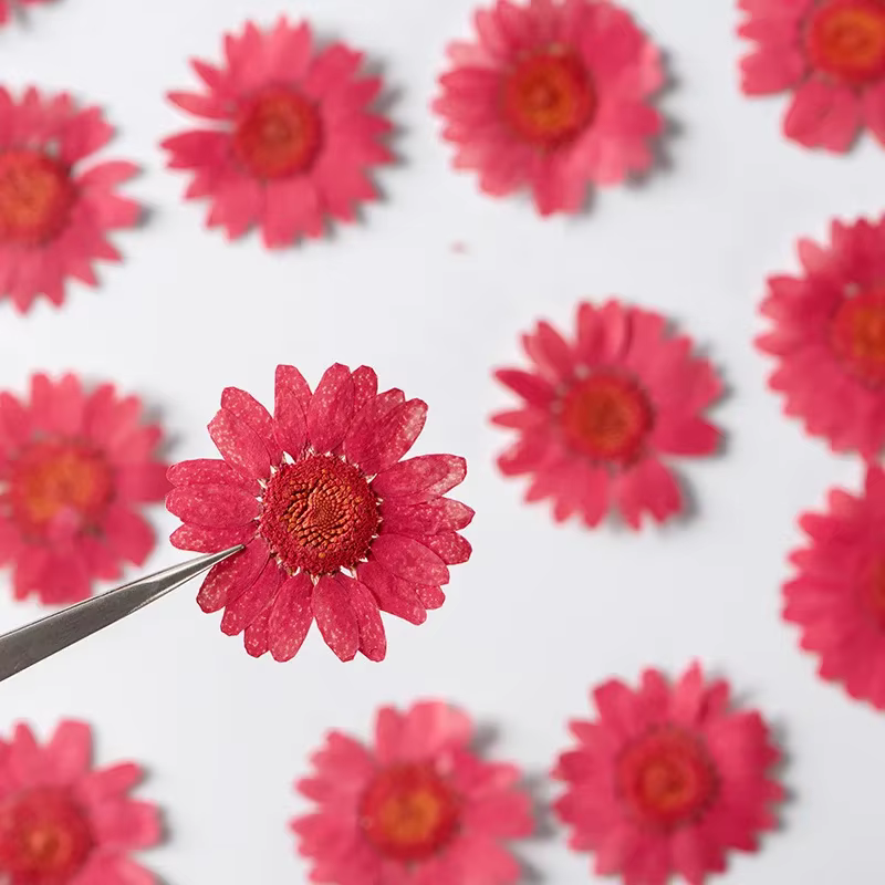 Fleurs séchées pressées pour résine