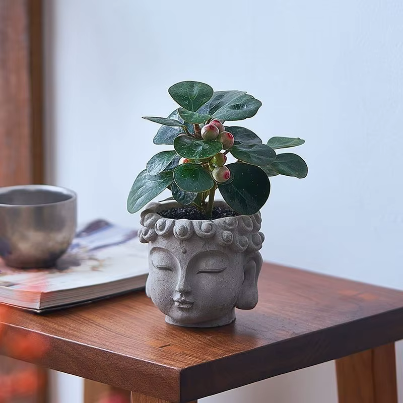Plante en pot Xiaopan Bodhi