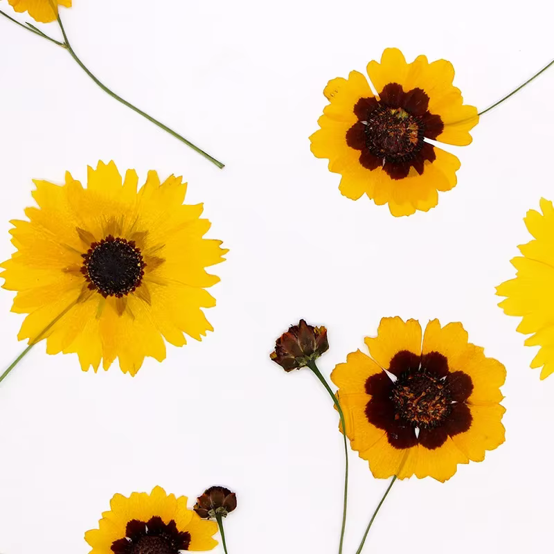 Têtes de fleurs de Tinctoria pressées dans la nature