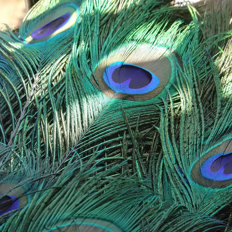Grand Oeil de Plume de paon naturel bleu