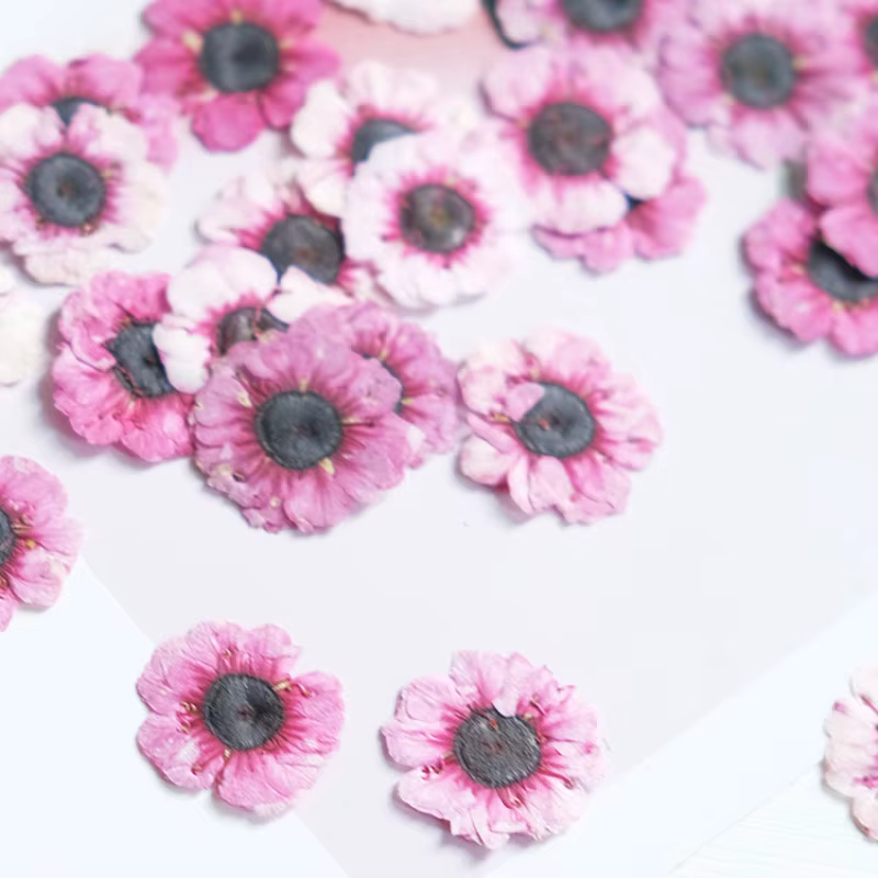 1-2cm/12pcs, Têtes de fleurs de Manuka rouges pressées