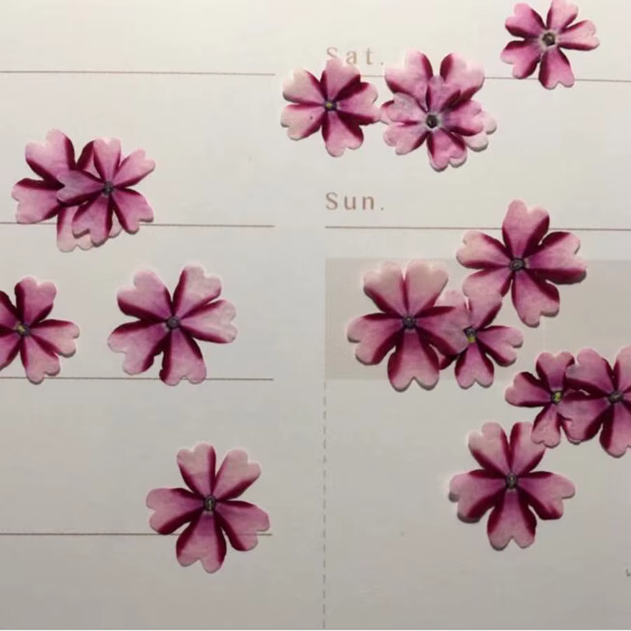 Fleur de verveine Hortensis séchée pressée