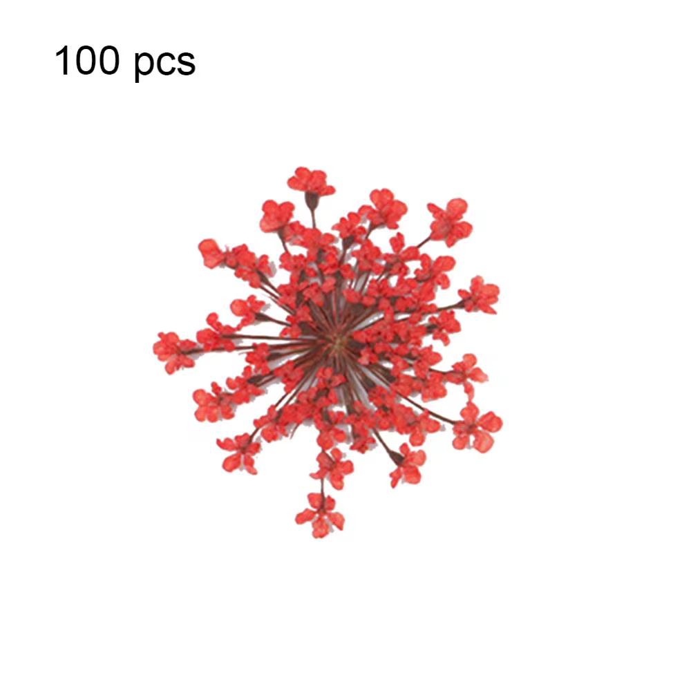 100 pièces plante naturelle fleur séchée pressée