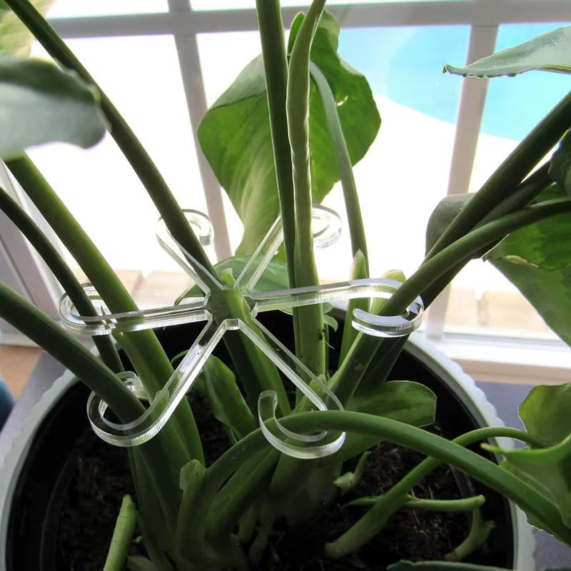 Clips de Support pour plantes grimpantes