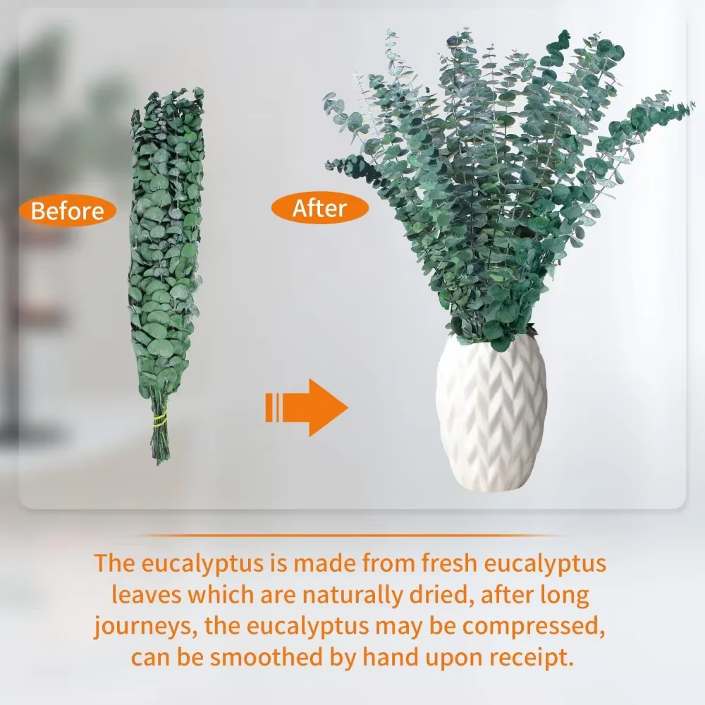 Tiges d'eucalyptus sèches pour la décoration intérieure