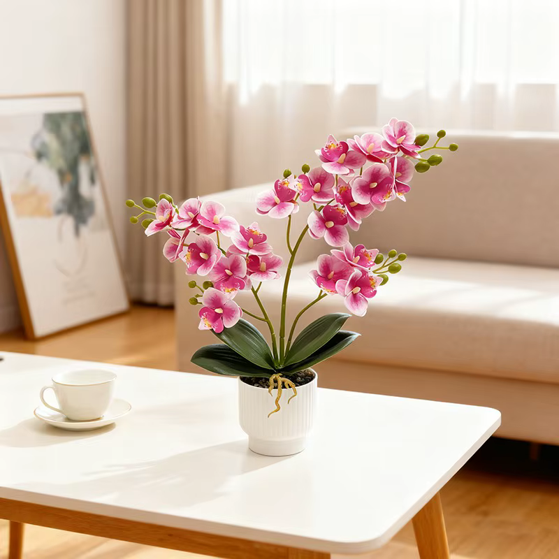 21 plantes en pot d'orchidées papillon