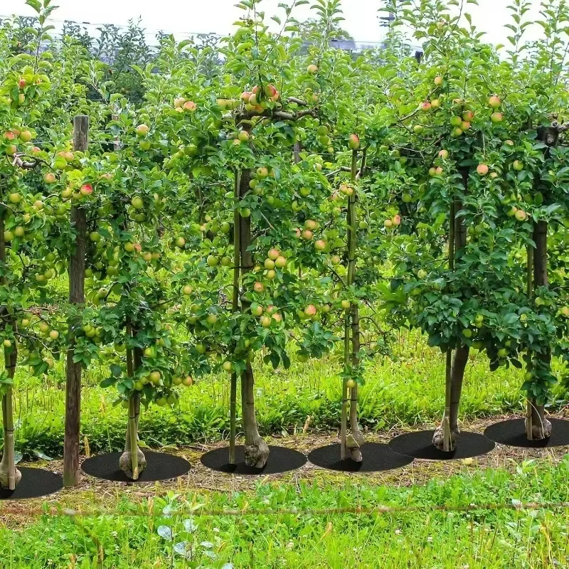 Anneaux de pain d'arbre ronds Anti-herbe