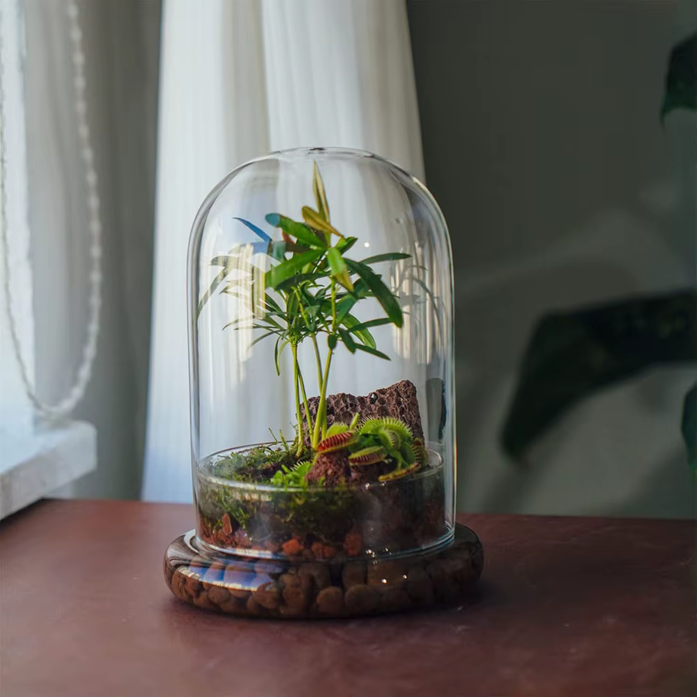Cloche en verre avec trou d'aération