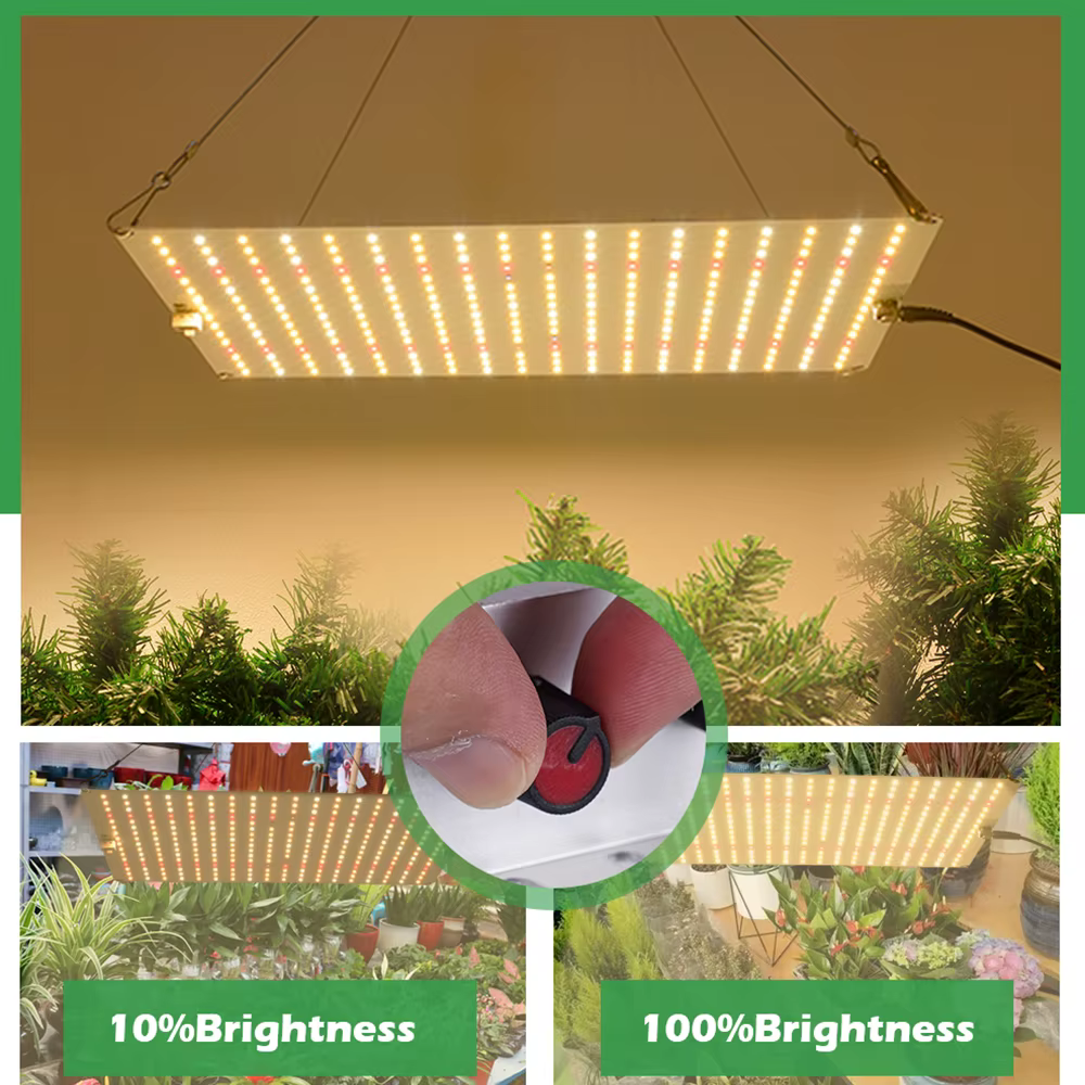 Leclstar Quantum LED élèvent la lumière phytolampe végétale et floraison