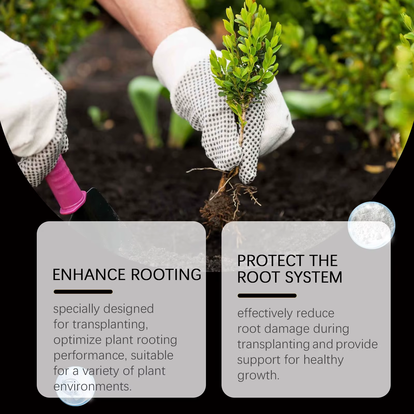 Poudre d'enracinement des plantes - Pour les boutures
