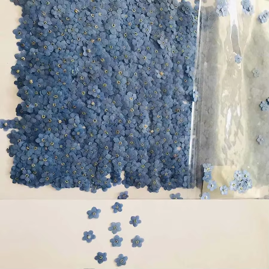 100 pièces pressé séché Mini naturel bleu Forgetmenot Myosotis Sylvatica fleur plante herbier pour bijoux signet Nailart artisanat