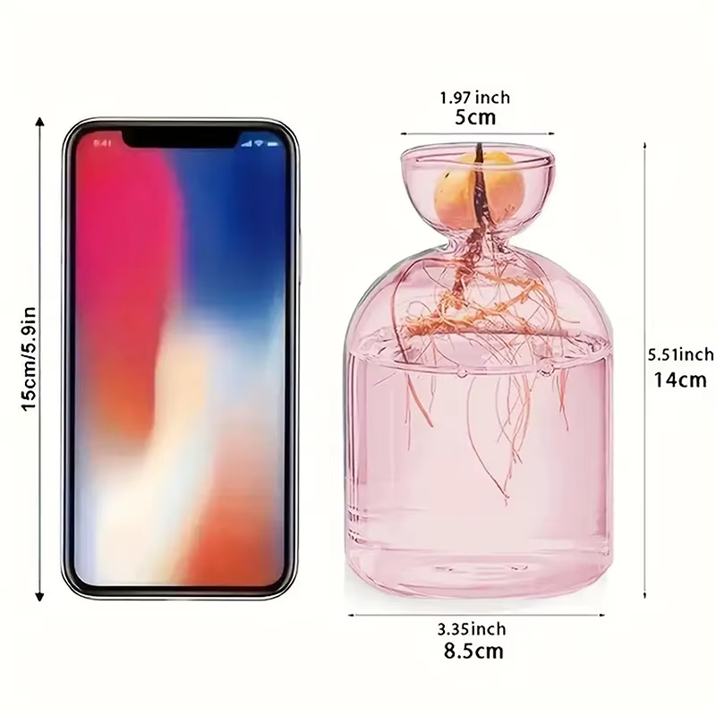 Vase hydroponique Transparent coloré d'avocat