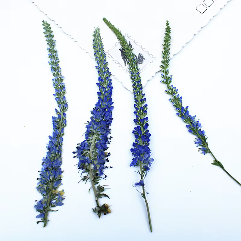 12 pièces, fleurs de lavande de Salvia violet séchées
