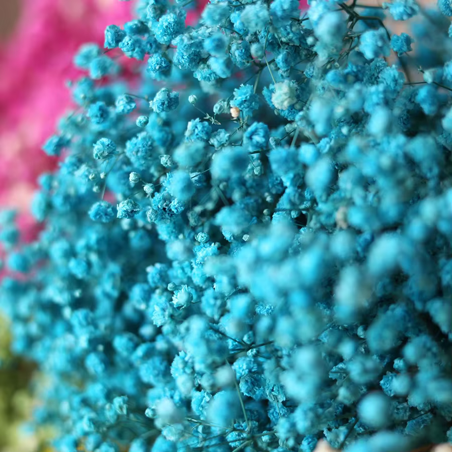 Fleurs d'haleine de bébé conservées de qualité