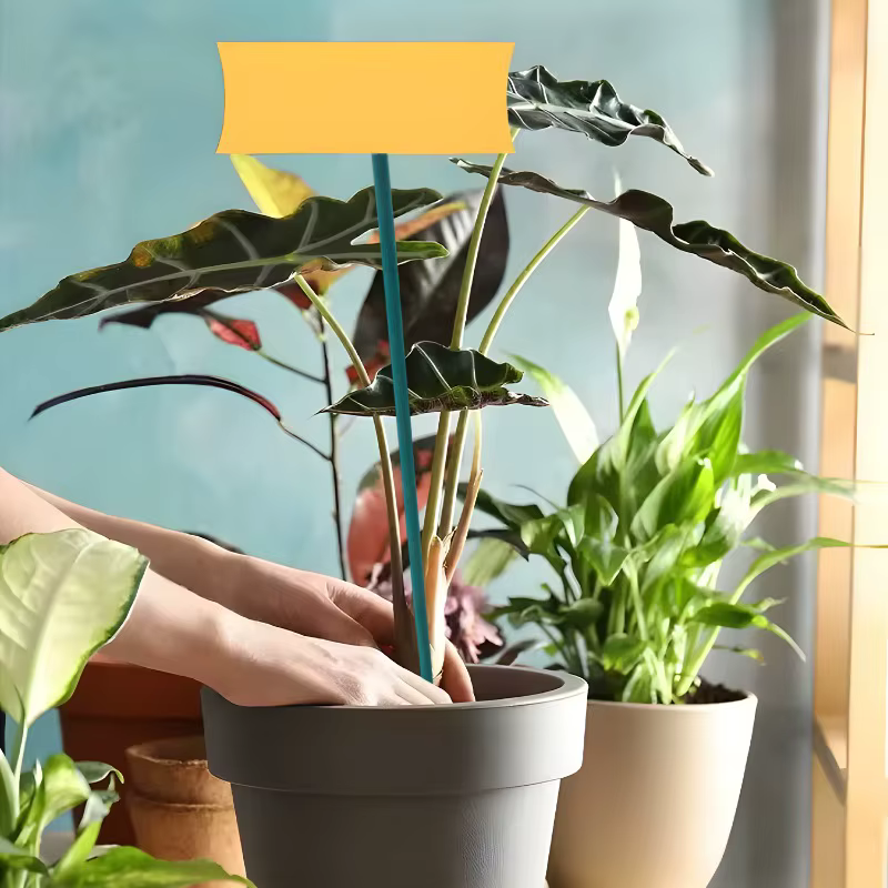 Bâtons de Support pour plantes