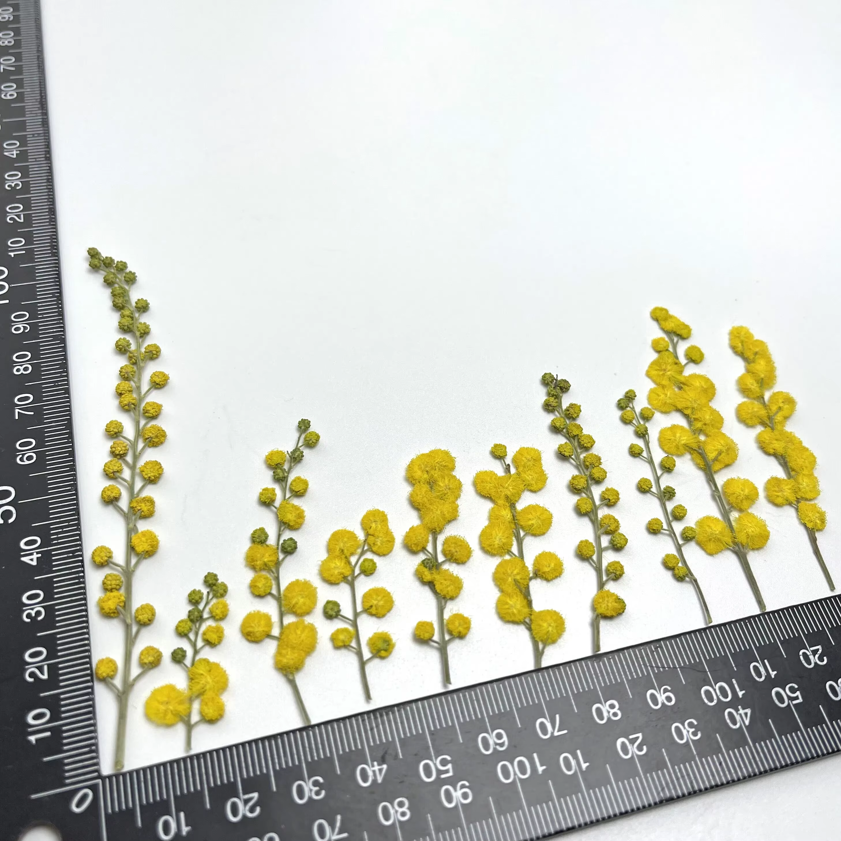 3-10cm/24pcs, Fleurs séchées en acacia gaufré