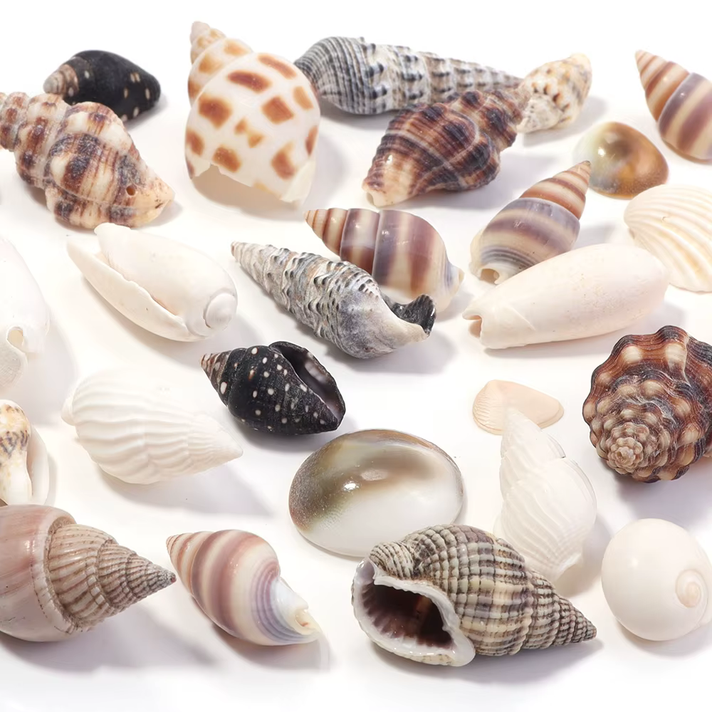 40g / lot Fleur de mer escargot Shell perles Perles d'espaceur lâches pour la fabrication de bijoux Bracelet bricolage Pendentif Chaîne de sacs clés téléphone Accessoires
