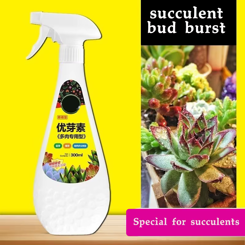 Plante succulente de 300ml