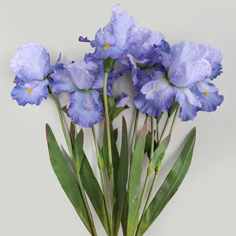 Fleurs injirlandaises Alice Iris