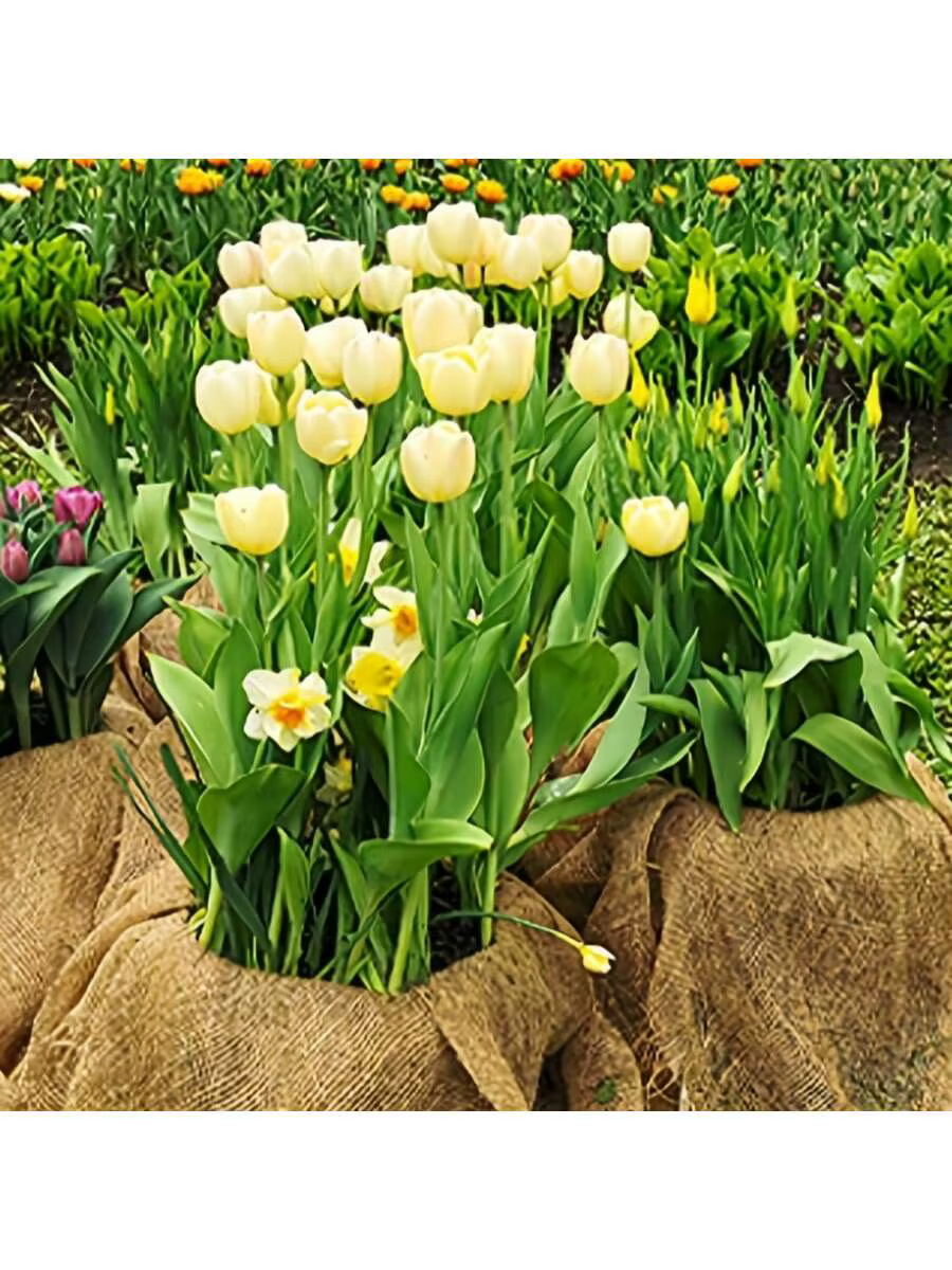 Sacs de plantation en toile de jute