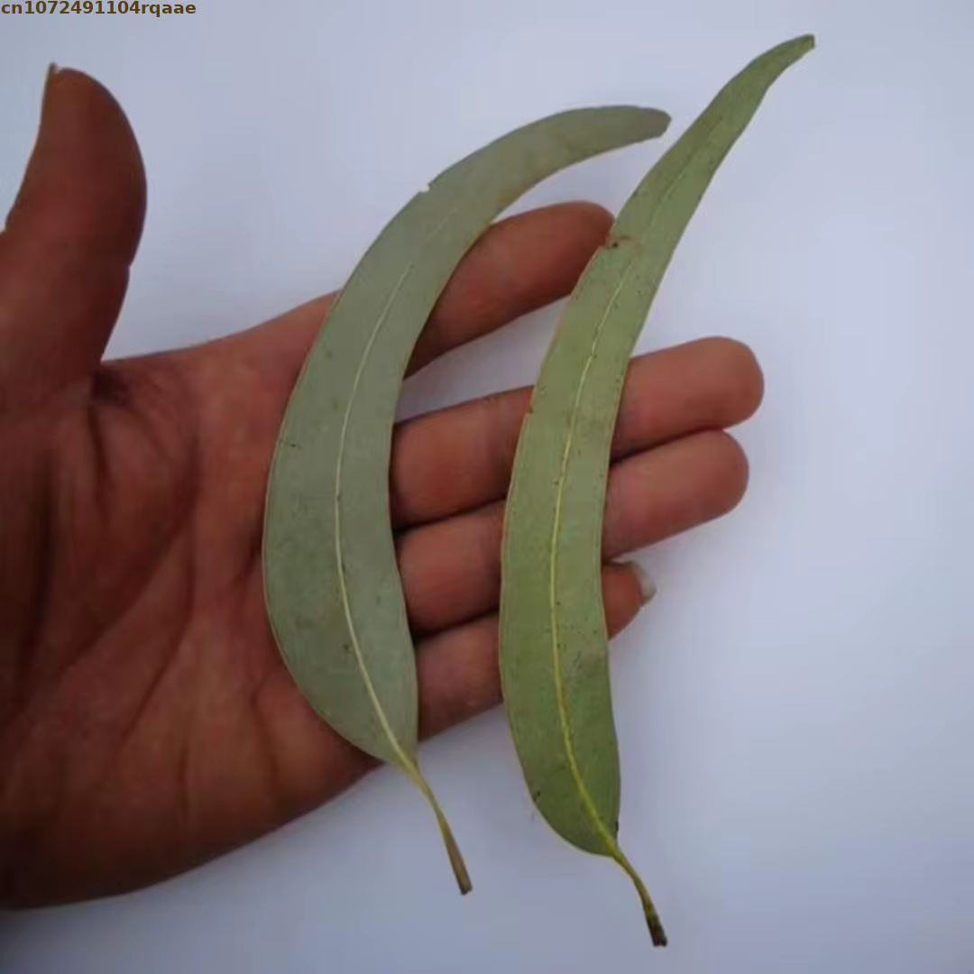 Feuilles d'eucalyptus séchées naturelles