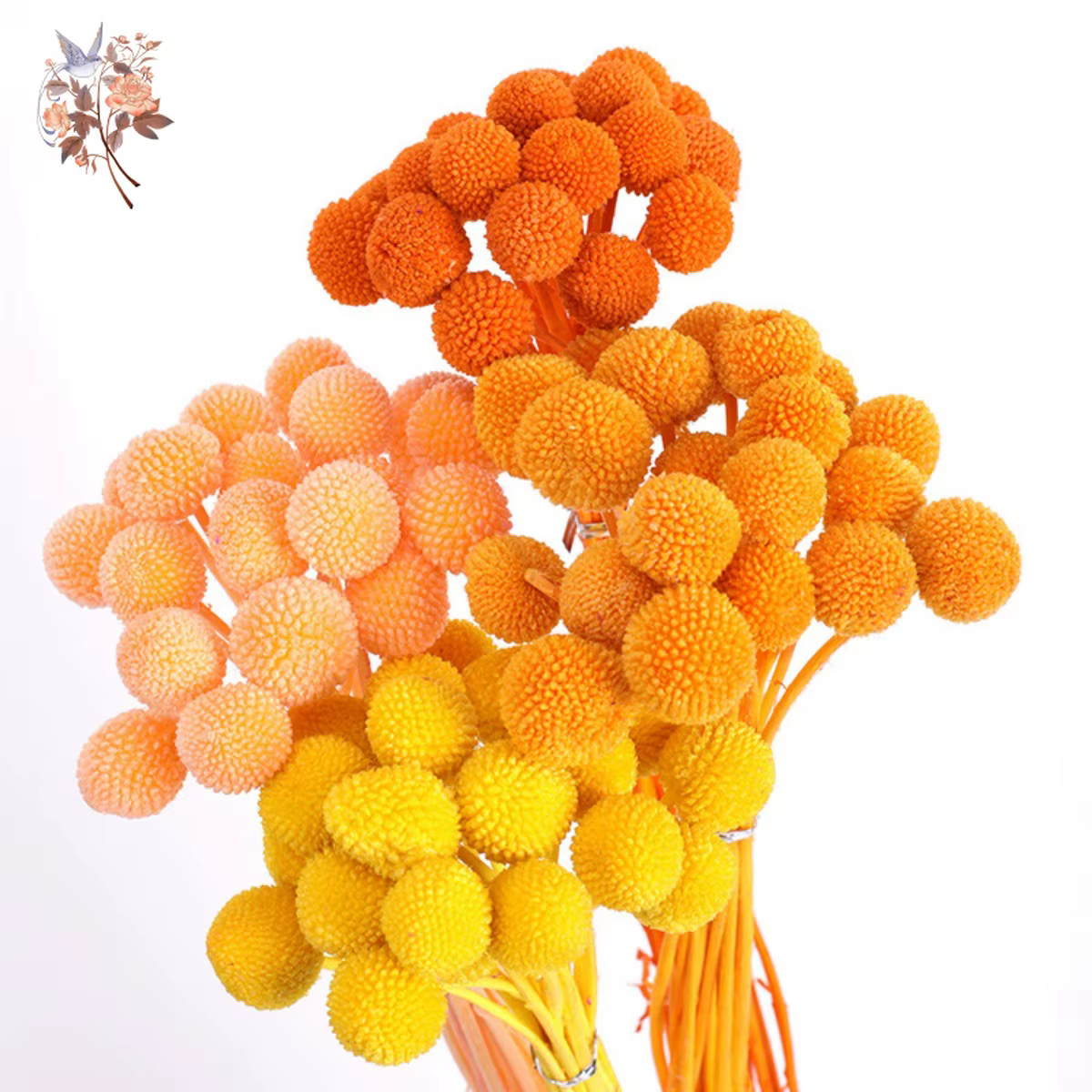 Fleurs IkFlowers séchées CeleButton pour décoration de table