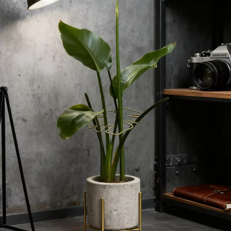 Monstera Support pour plantes