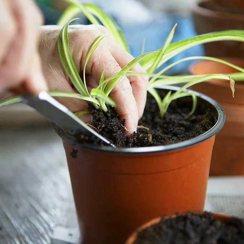 Pot de fleurs spécial pour semis de plantes succulentes