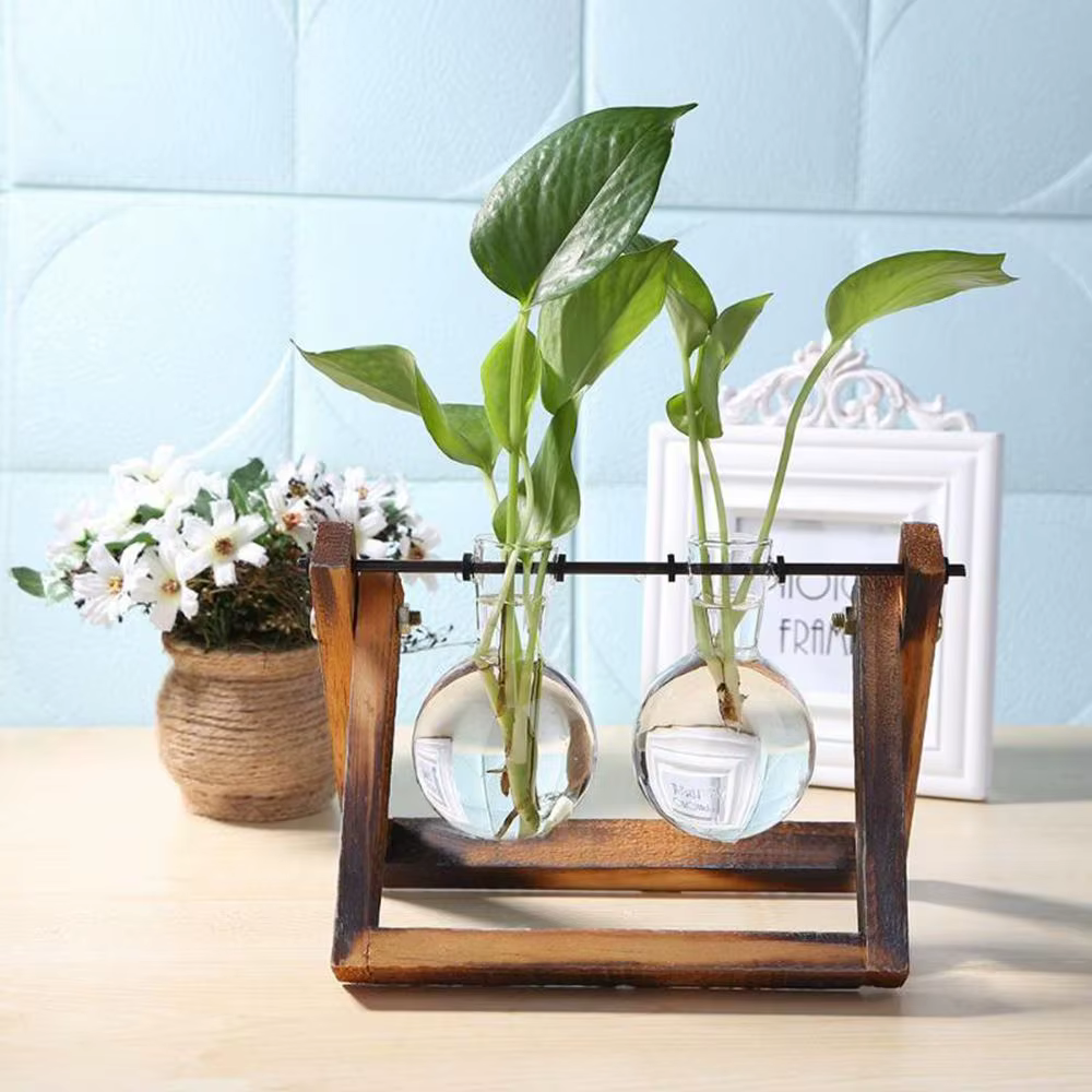 Vase en verre pour plantes hydroponiques