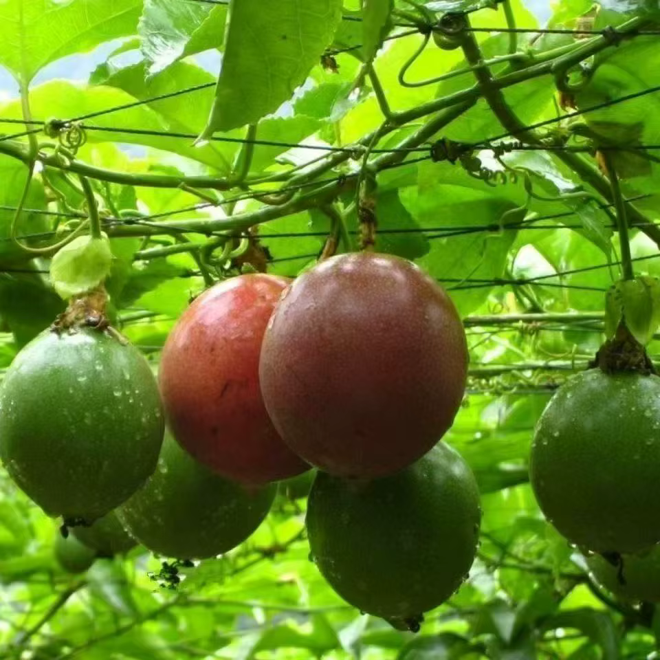 Filet de treillis pour plantes grimpantes