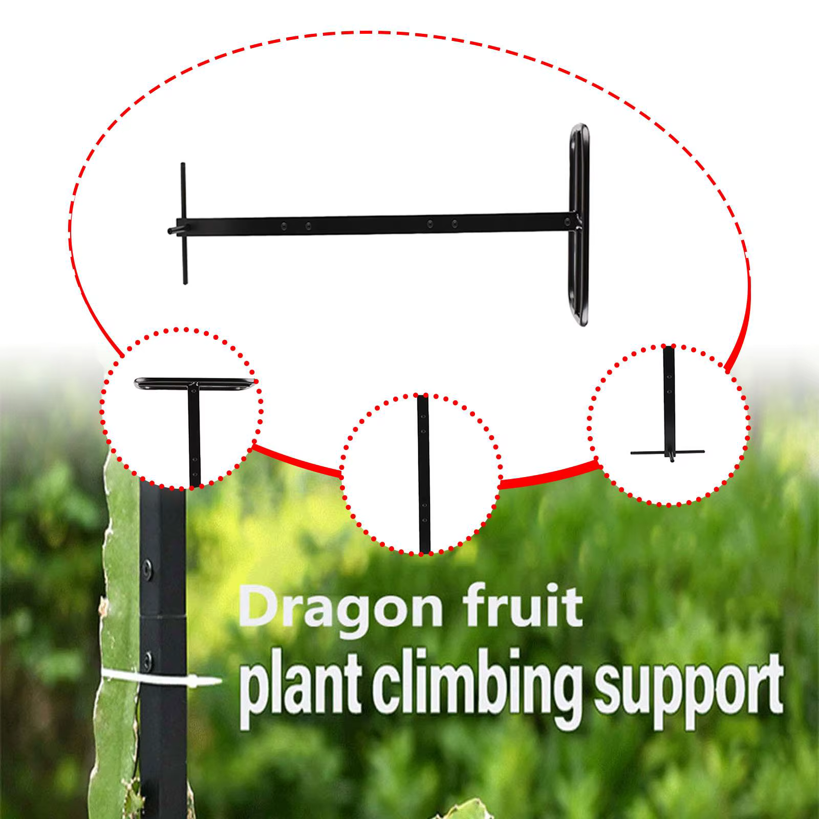 Treillis de fruits de Dragon polyvalent