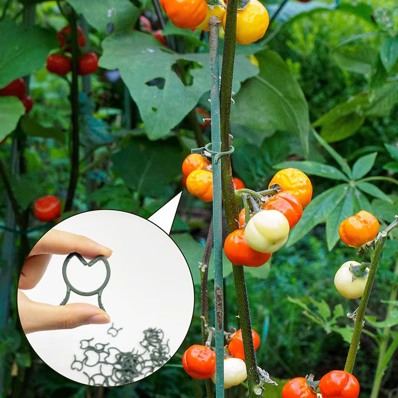 100/200 pièces Clips pour plantes