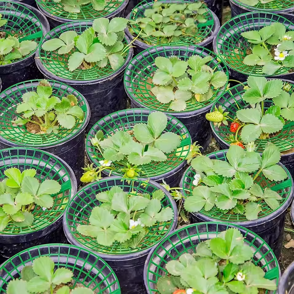 Supports pour plantes à fraises