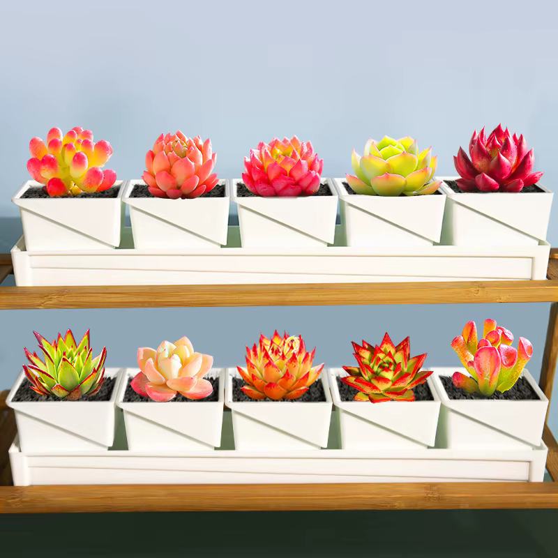 Pots à succulentes respirants avec élagage à l'air