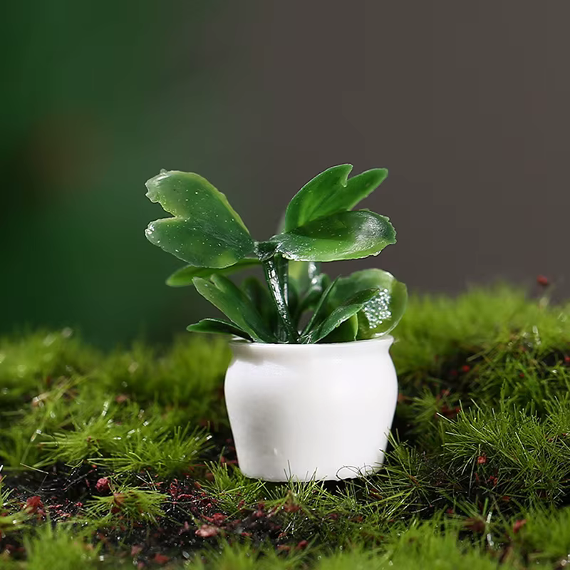 Plantes vertes miniatures en pot