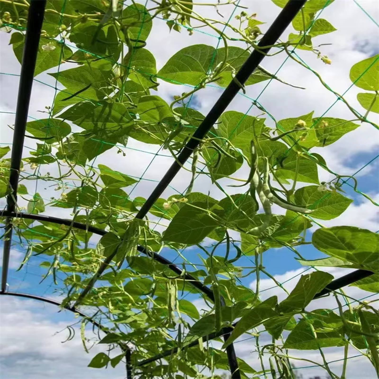 Plantes de jardin treillis filet plante
