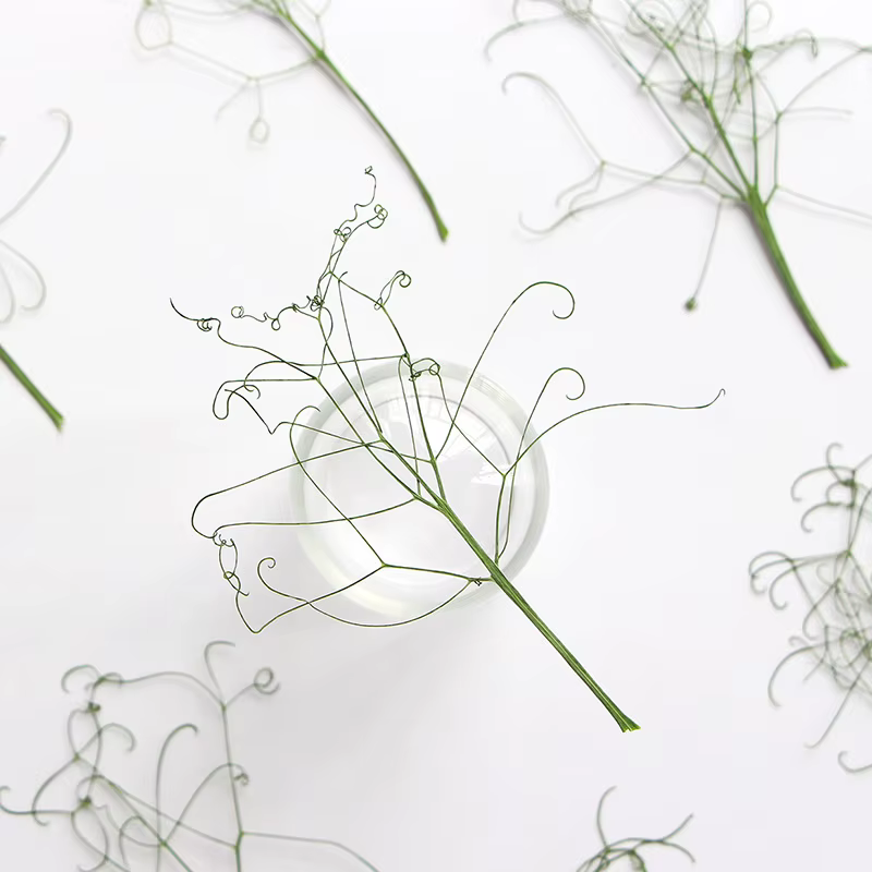 Feuilles Vertes Véritables
