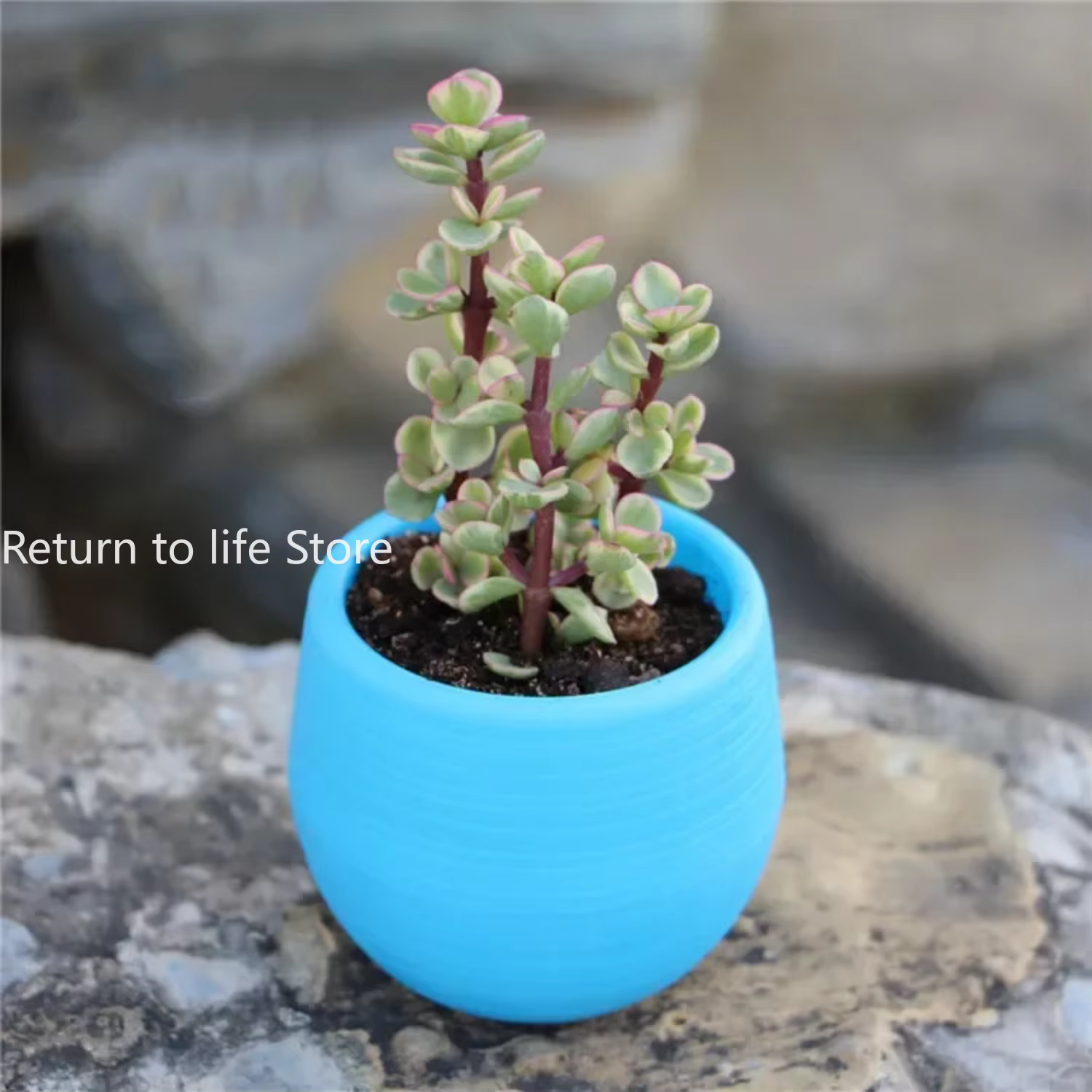 Mini petit Pot de jardinière succulente en résine PP