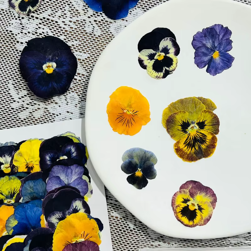 Fleurs séchées pressées pour l'art en résine