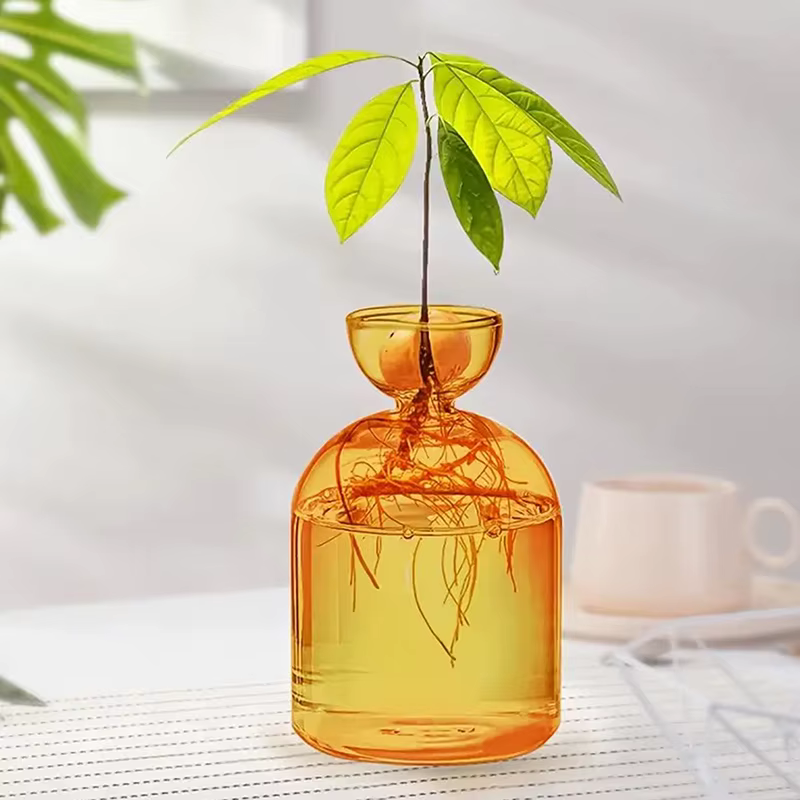 Vase hydroponique Transparent coloré d'avocat