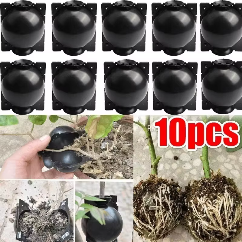 Lot de 10 Boîtes de Propagation pour Racines de Plantes – Réutilisables pour l'Enracinement