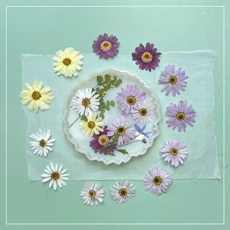 8 pièces, fleurs pressées séchées de marguerite | Marque-page de décoration de visage