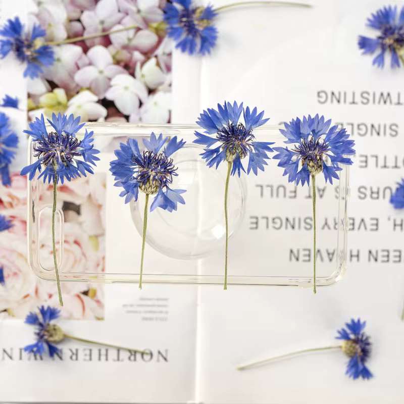 12 pièces, Branches de bleuet séchées