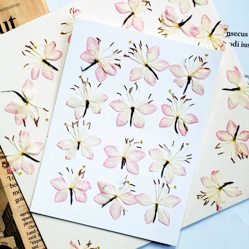 Kit d'échantillons de fleurs pressées séchées