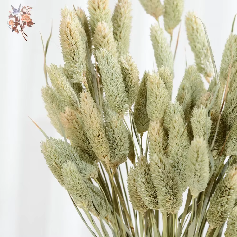 50 pièces fleurs séchées naturelles gemme herbe Phalaris plante maison salon décoration préservée bijoux